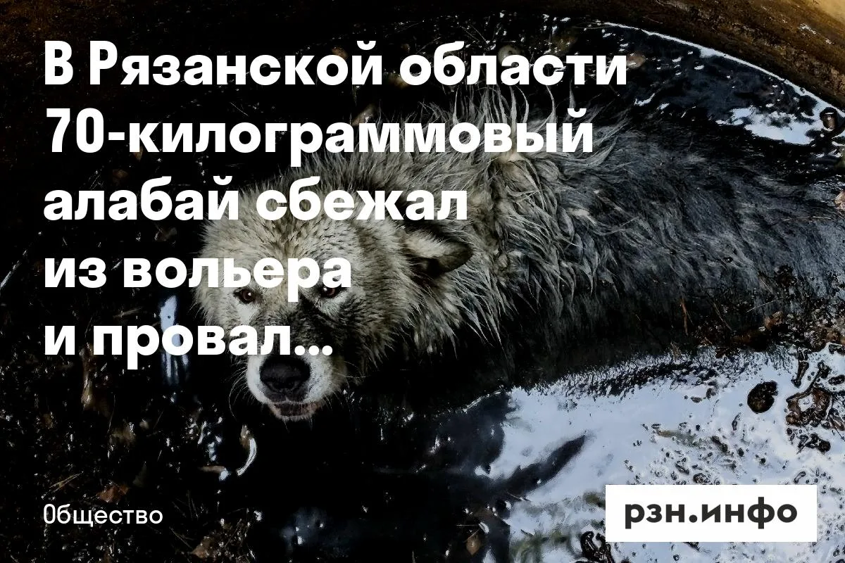 В Рязанской области 70-килограммовый алабай сбежал из вольера и провалился в яму