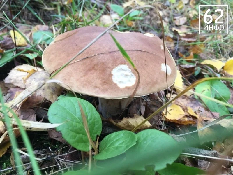 🌲Рассказываем, куда ехать!