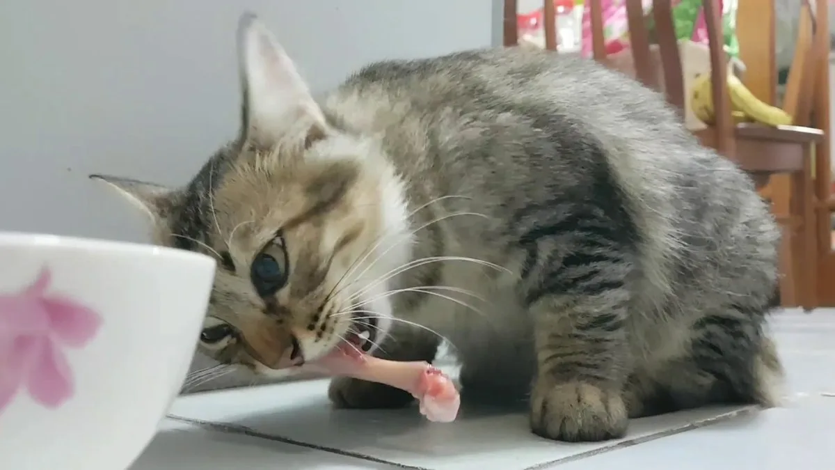 🐱Как правильно давать кошкам кости при натуральном питании