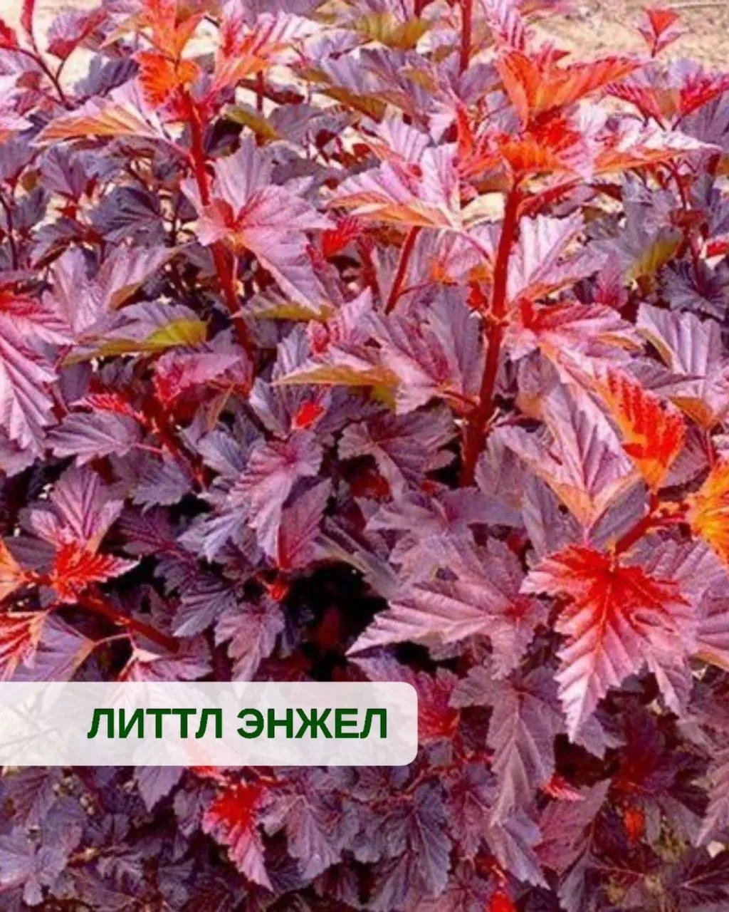🍂 Топ-3 сорта пузыреплодника для живой изгороди: цвет, компактность и характер