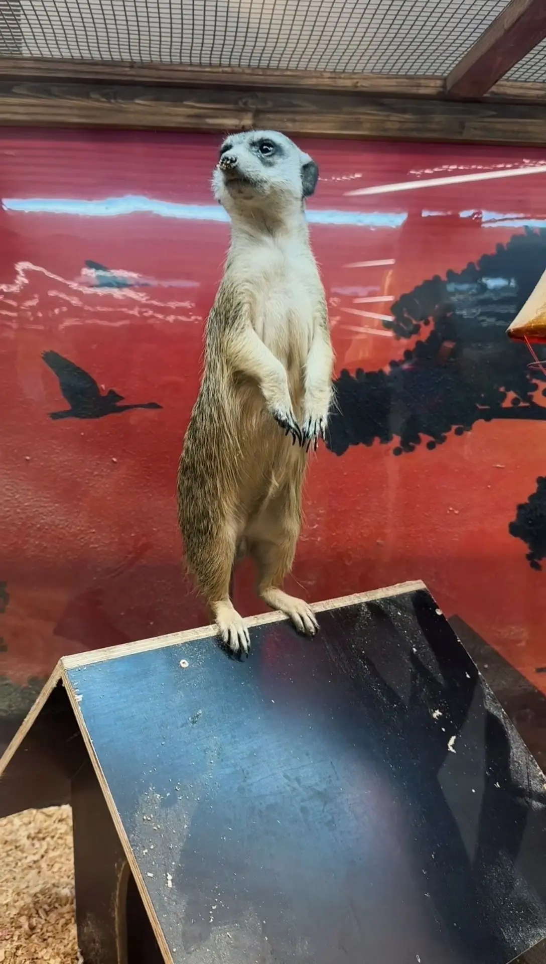 Приходи в Зооландию  https://vk.com/zooland_rus