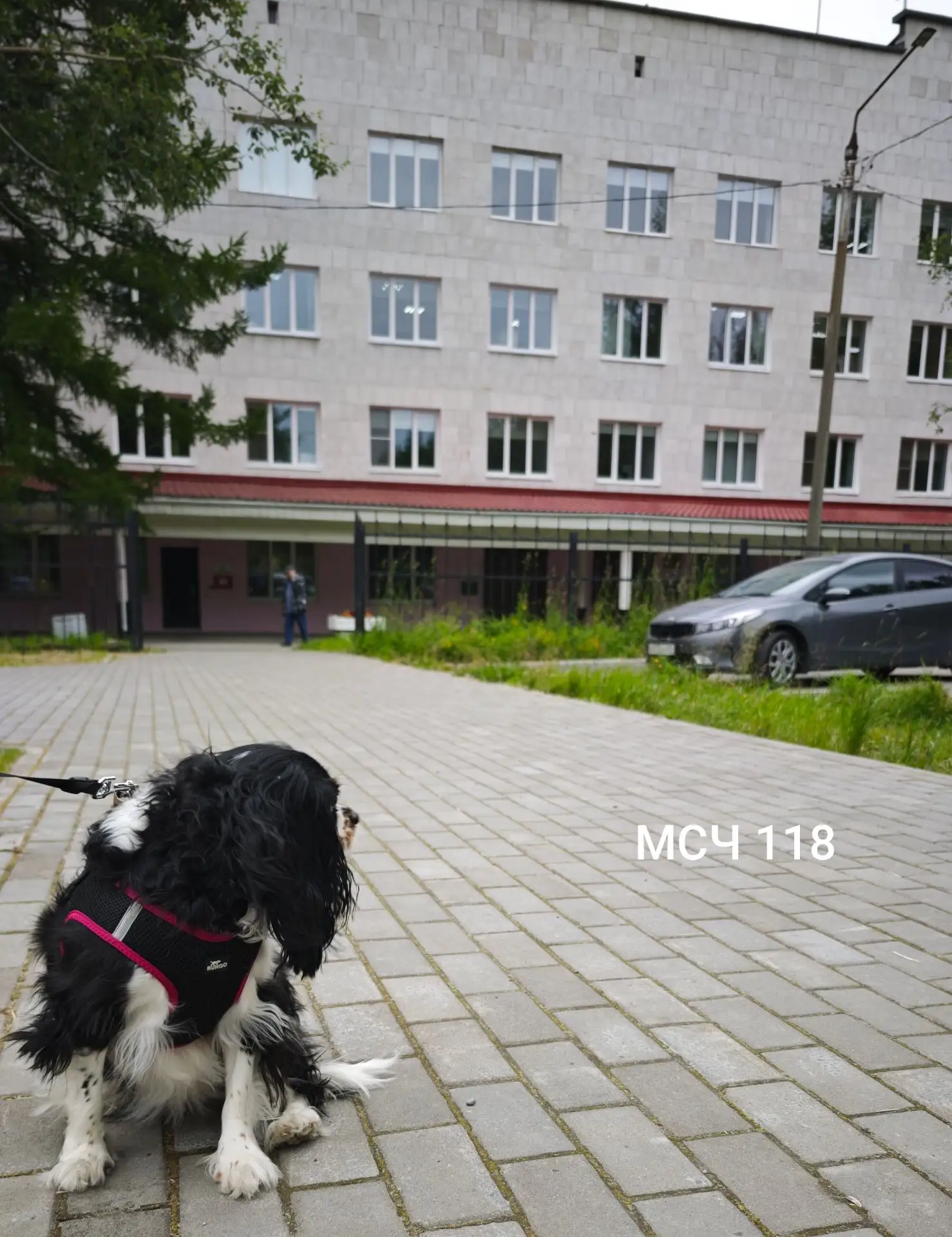 Мы очень любим животных и знаем, как приятно прогуляться с питомцем, что очень полезно для здоровья 
