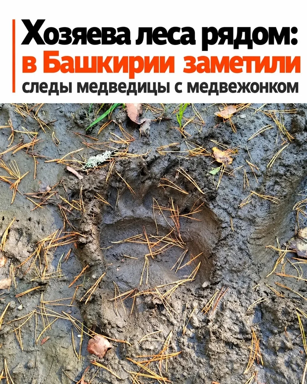 Мама-медведица с медвежонком прошла совсем рядом