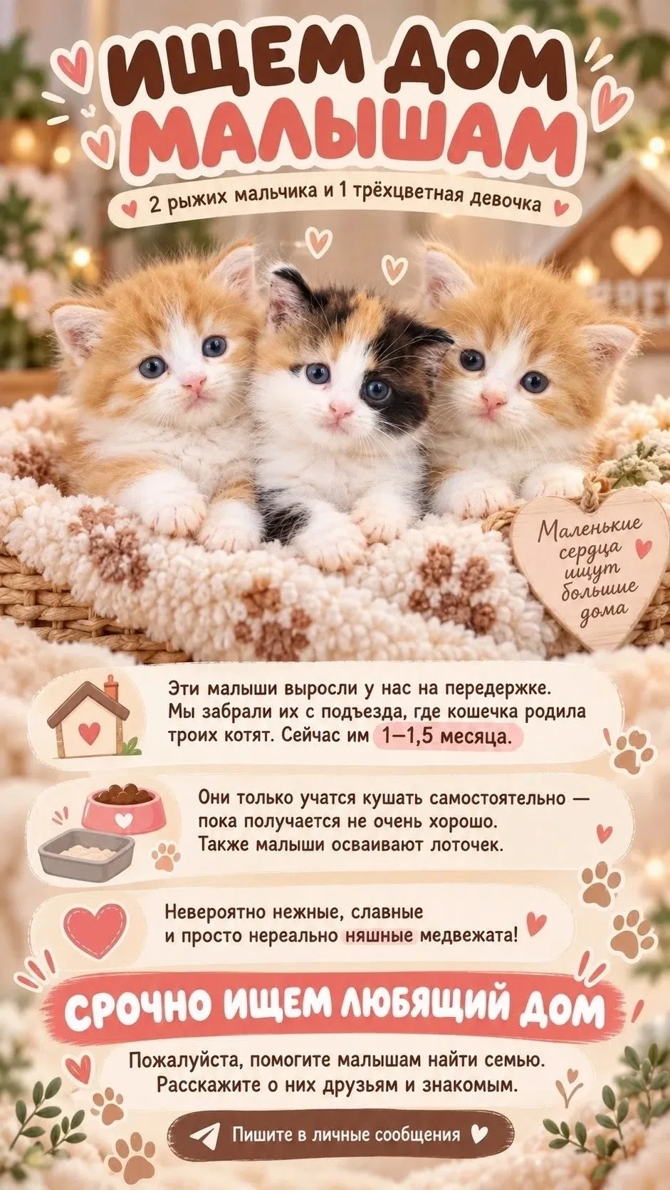 Помните  историю когда мы забирали крошечных котят вместе с мамой-кошкой, которые лежал...