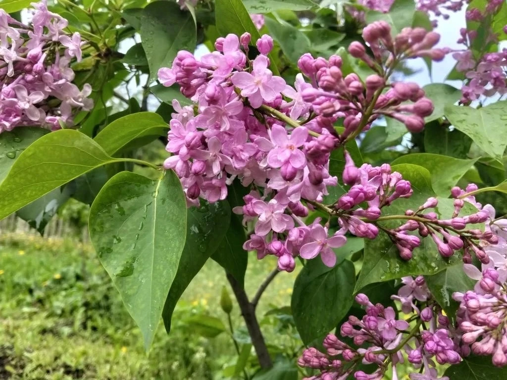 🌸 В Ботаническом саду ИГУ зацвела сирень!