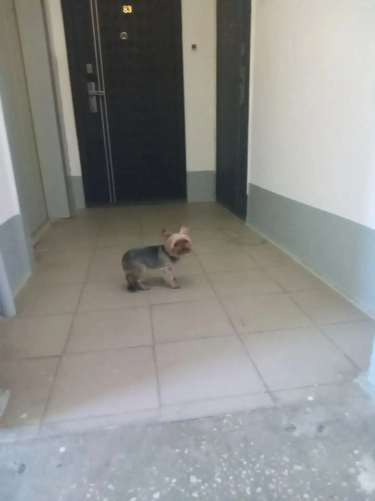 Кто потерял???  Собачка в 3 подьезде Советская 123а/1.  В 107 кв...очень маленькая