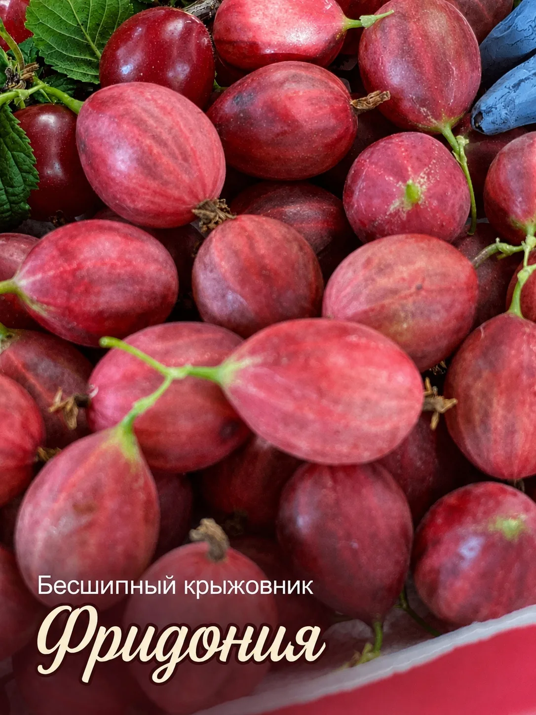 🍍 Если планируете обновление ягодника, обратите внимание на канадскую «Фридонию».