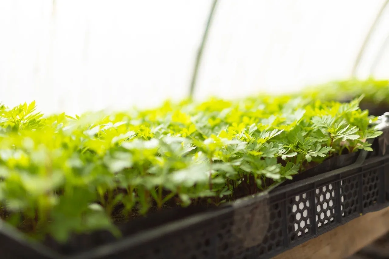 Готовимся к весенней высадке цветов на городские клумбы.   🌱В теплицах «Зеленстроя» работа идёт полн
