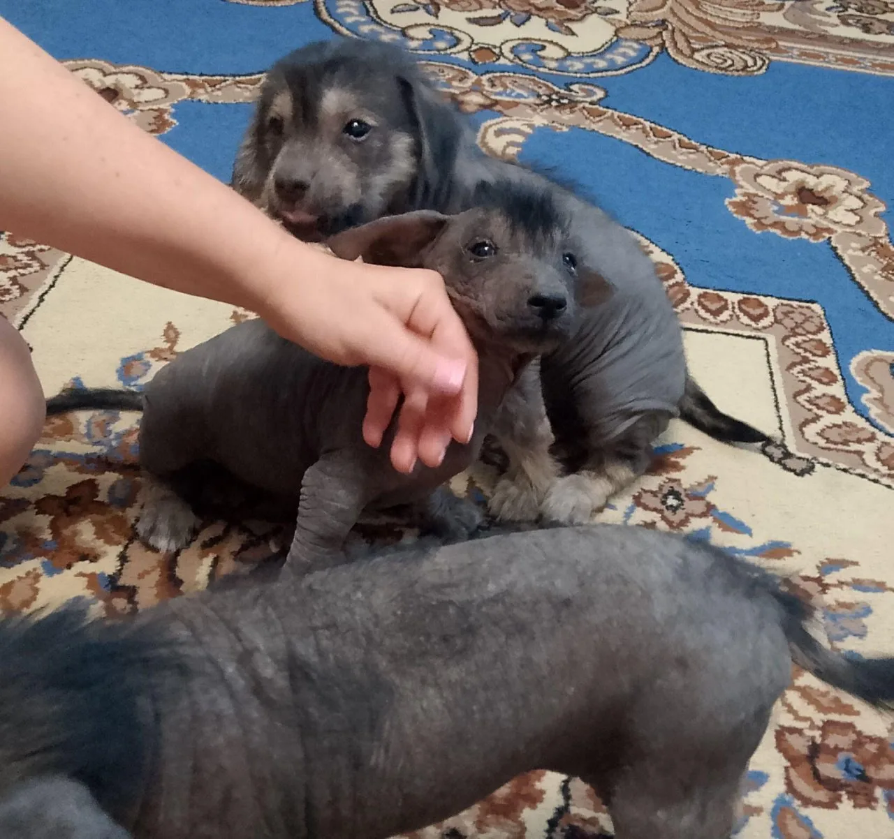 Здравствуйте. Две девочки и мальчик в добрые руки. Щенкам 2 мес. Кушают всё 8928 2825197