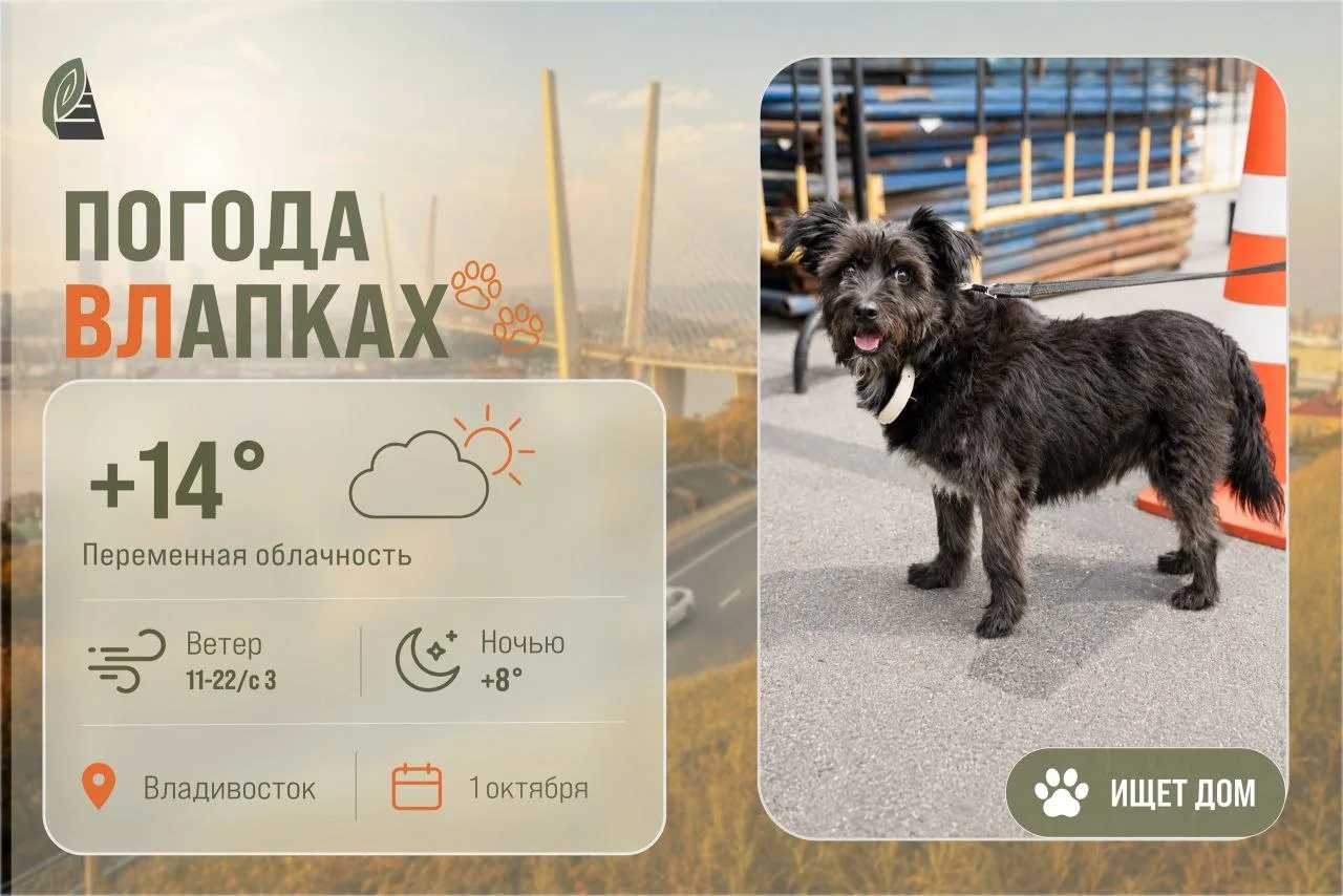 #ПогодаВЛапках