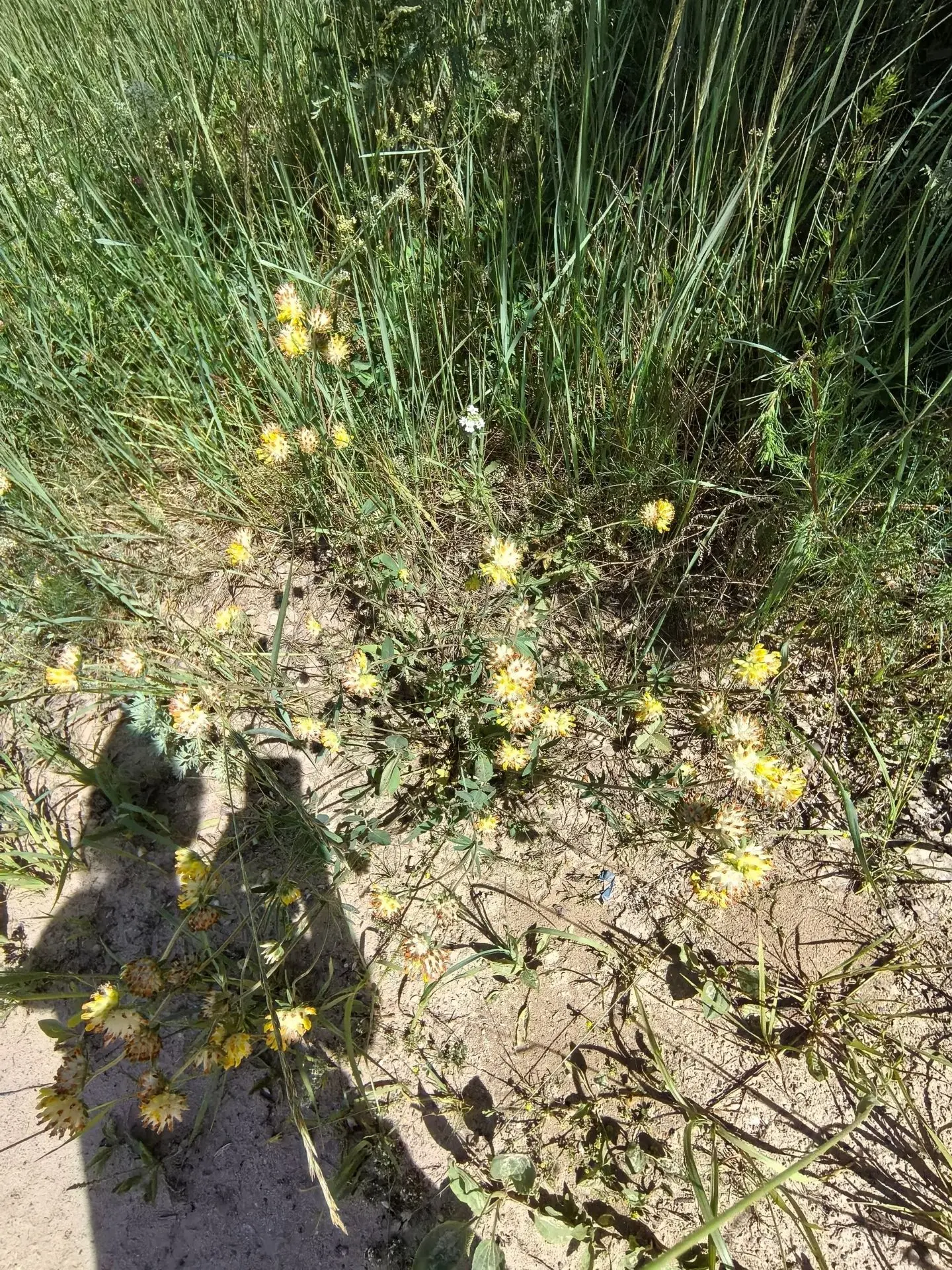 🌱 Наша весёлая прогулка глазами воспитанников 👀