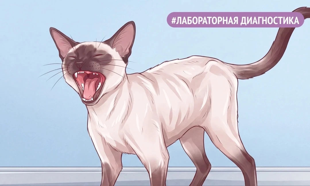 📌 ХРОНИЧЕСКАЯ БОЛЕЗНЬ ПОЧЕК У КОШЕК