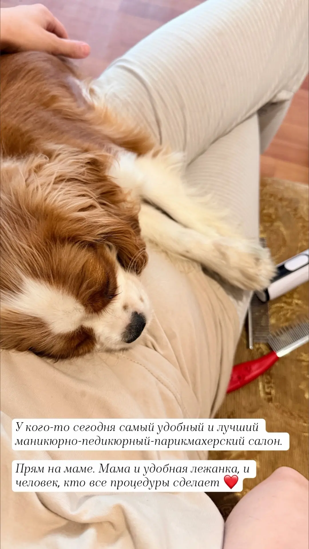 4 очевидных правила в воспитании детей и собак, которые вы знаете.

4 месяца, как у меня появилась «