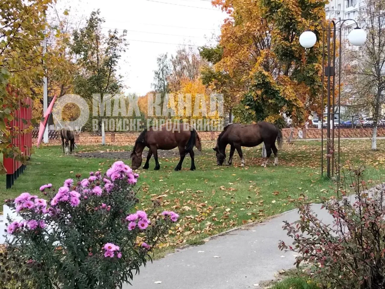 Наша любимая Володарка🐴