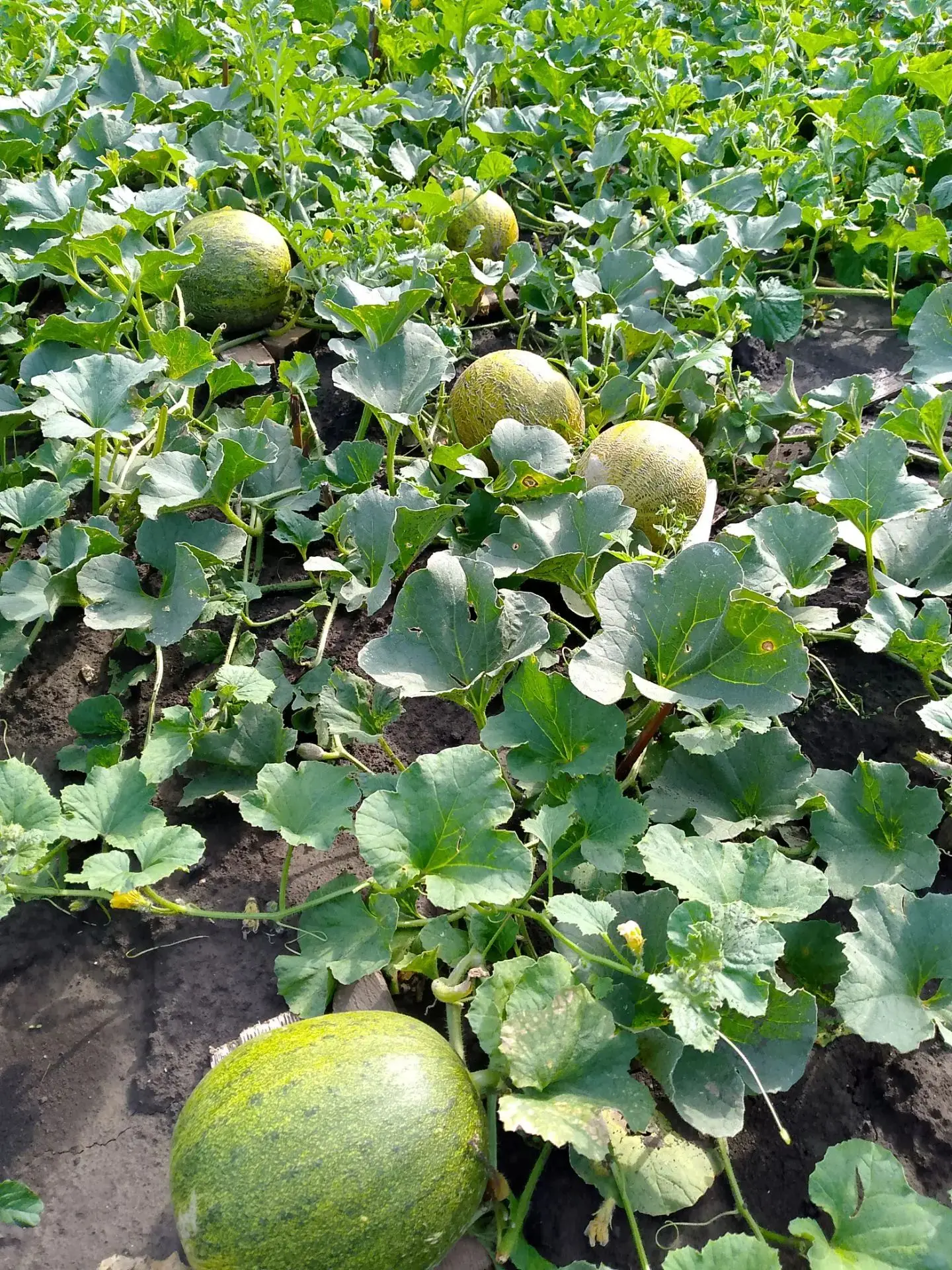 🍉🍈 Кавын-карбызларыгыз үсәме? 
- Мин сезонны башладым. Берсен алып карадым, үзеңнеке тәмле шул инд