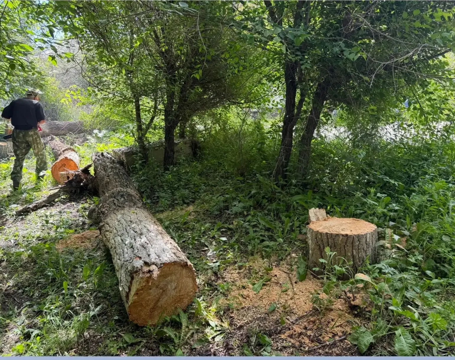 🌳 Сорск взялся за тополя — стартовал большой этап озеленения