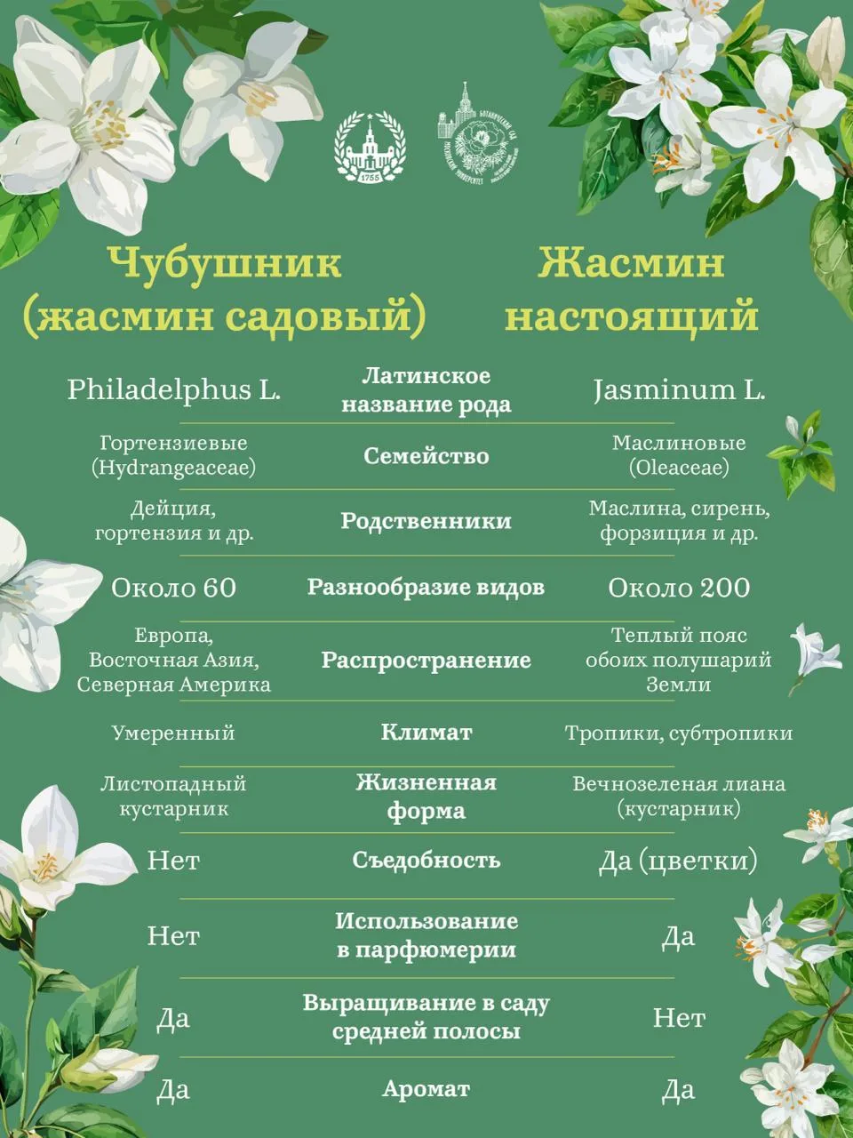 Жасмин или чубушник? 
#ботсад_мгу

В Ботсаду МГУ сейчас пик цветения садового жасмина – чубушника. У