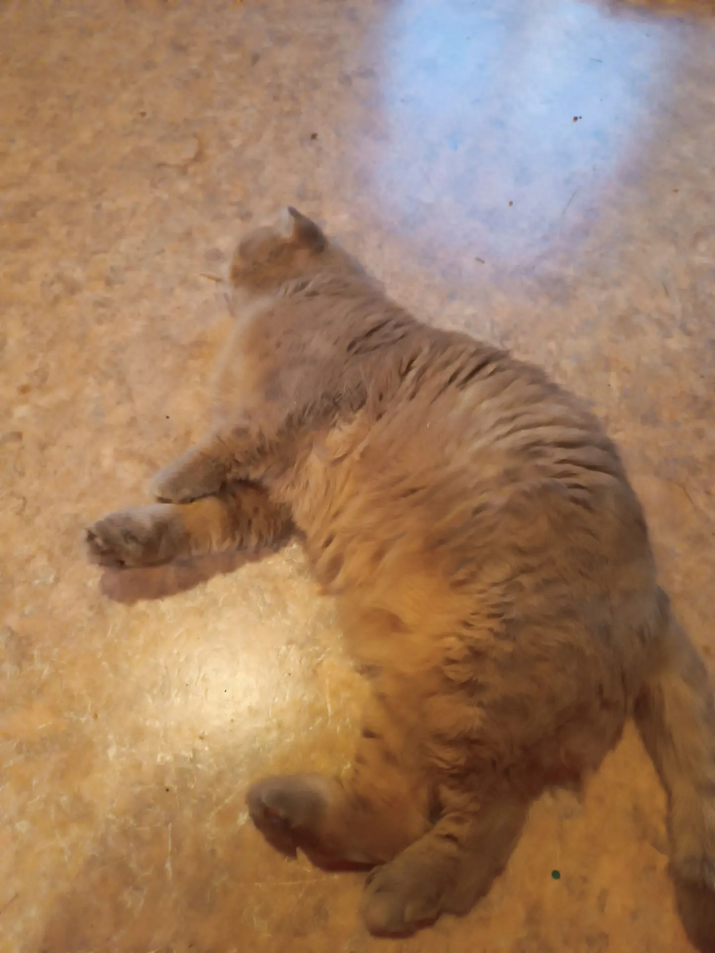 Ну и про Кекса конечно надо написать! А то давно про него не писали. Кекс точно барин у...