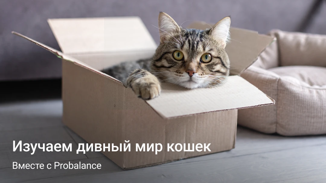 Представьте, если бы всем владельцам кошек выдавали инструкцию к питомцу. Там были бы о...