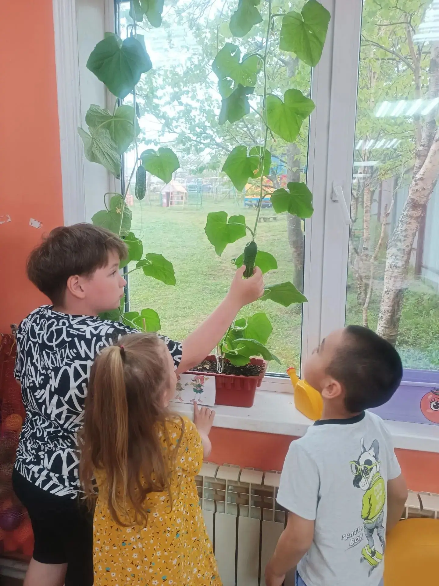 Наши юные агрономы: урожай на окне! 🌱🥒Ребята нашей старшей группы доказали, что для настоящего уро