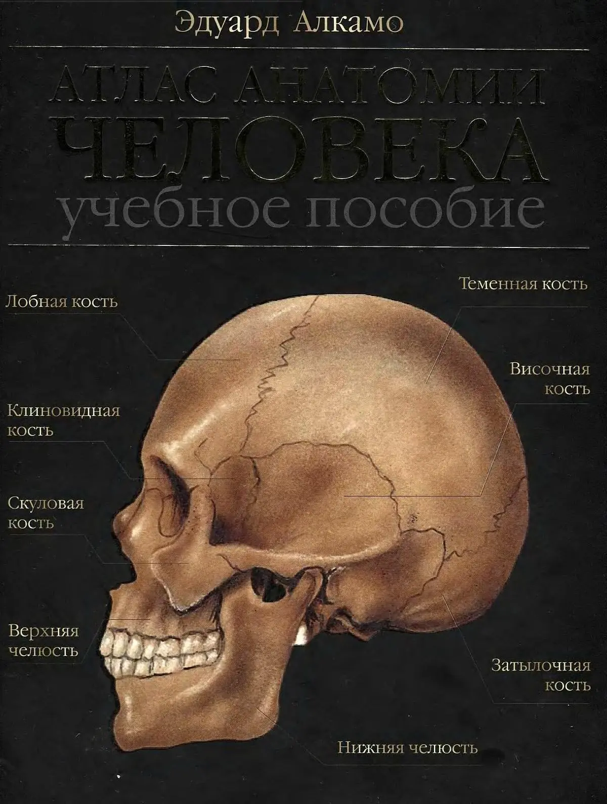 📗 Атлас анатомии человека