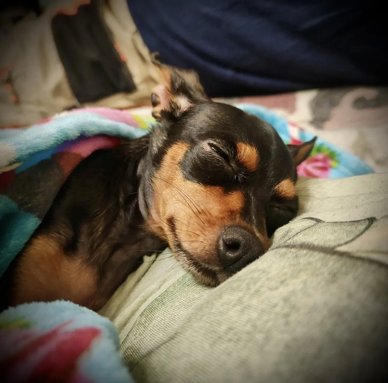 🐾🙂💤