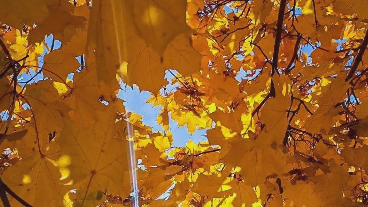 🍂 В Хабаровск придёт бабье лето