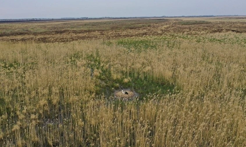 Помог горький опыт прошлых лет: в Приамурье после пожаров сохранились гнезда японских журавлей  Орни