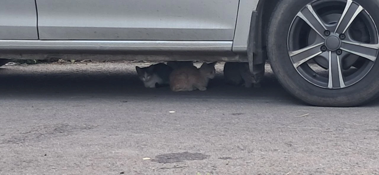 🙀 42кс, рядом со входом в садик (у арки), заберите умоляю, котята, очень маленькие. Бо...