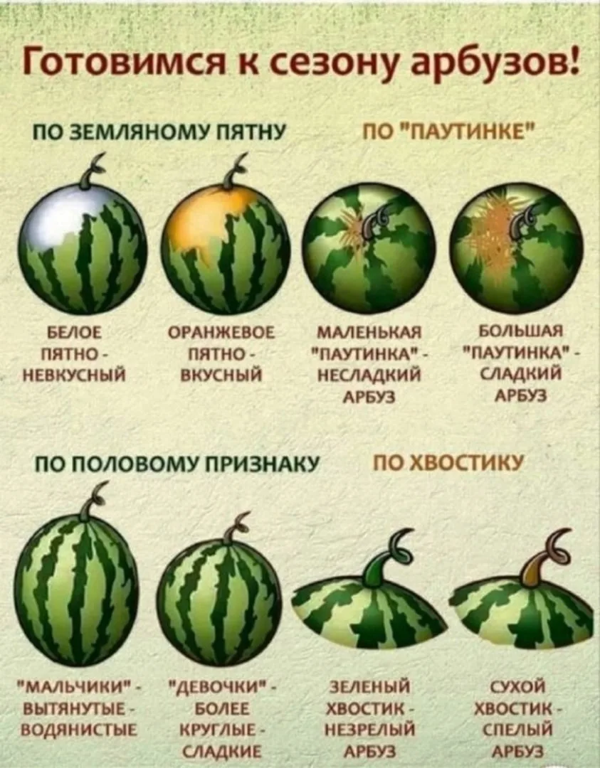 🍉 Кто как определяет спелость арбуза?