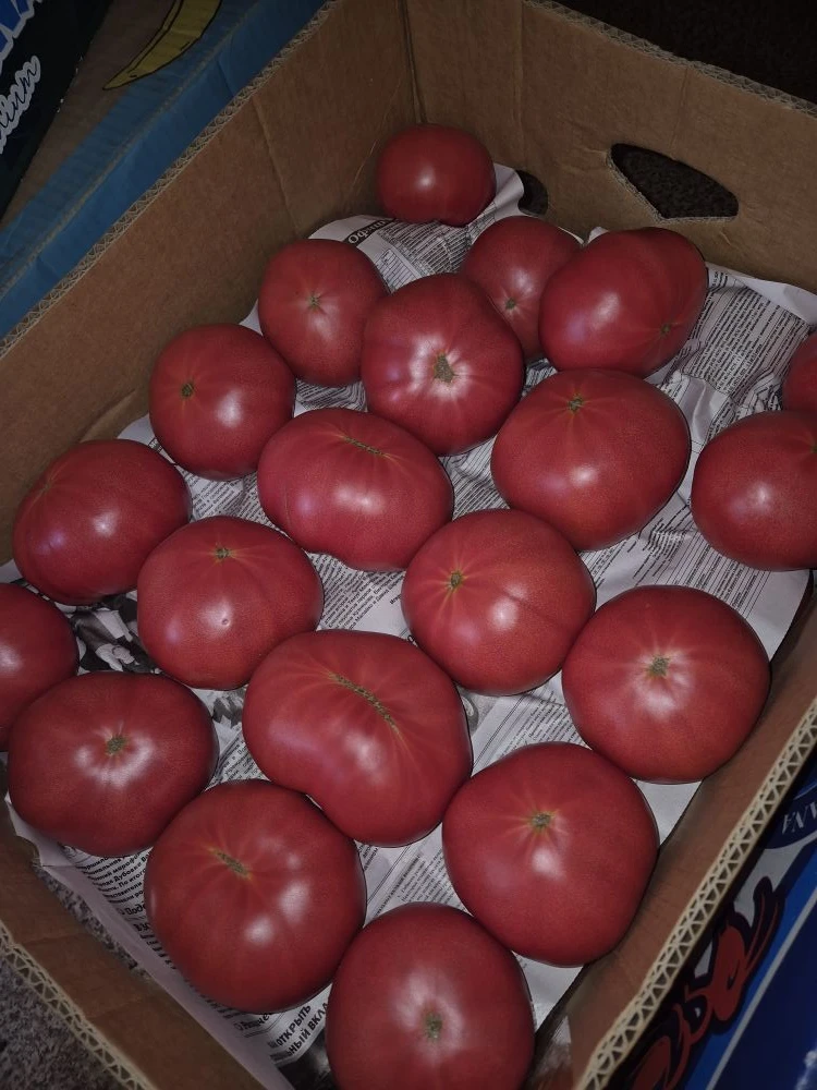 Привезли свежий розовый помидор и молодой краснодарский картофель 🥔 🍅