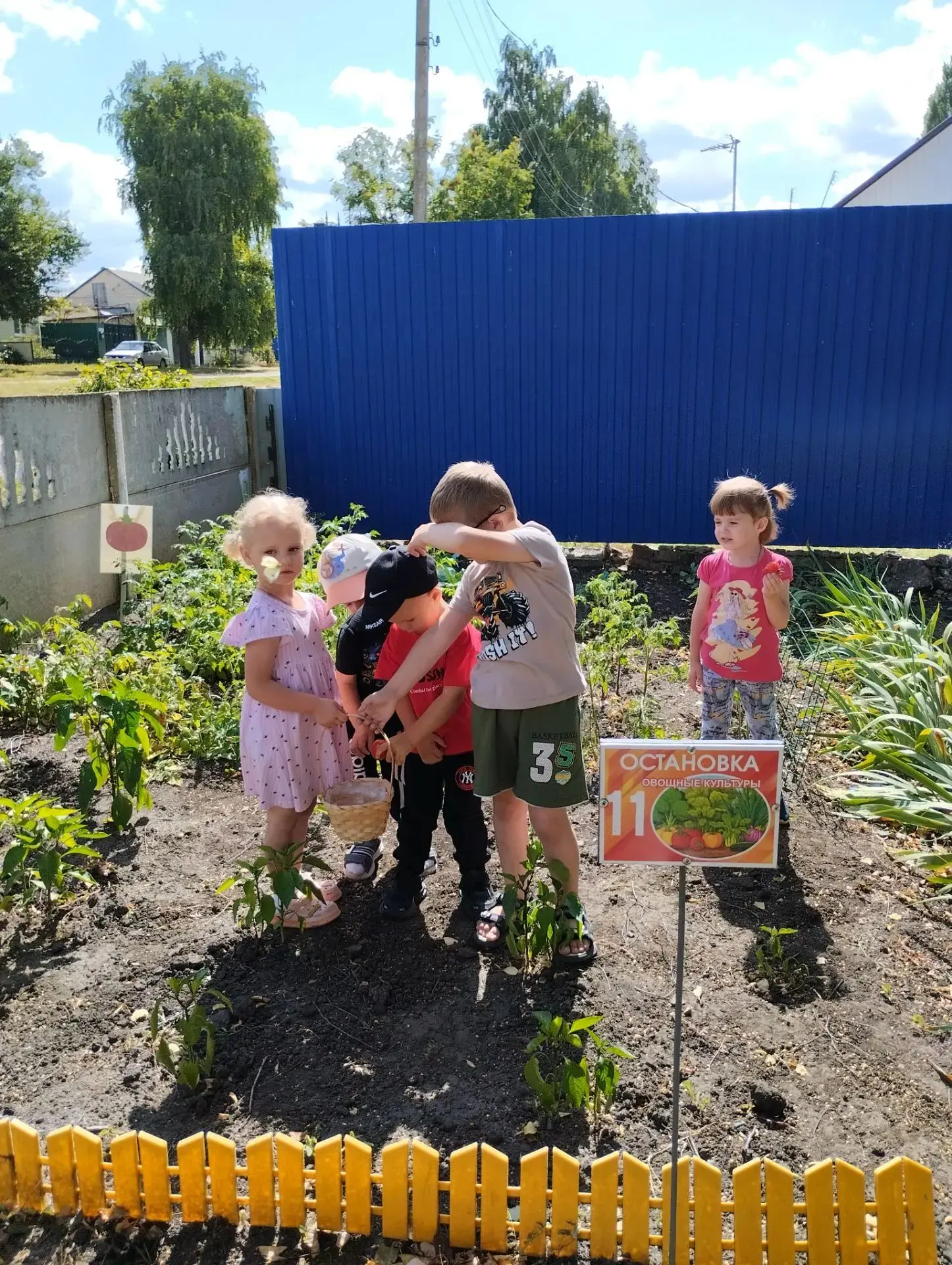 🍅 Наши юные огородники собрали урожай помидоров! 🍅