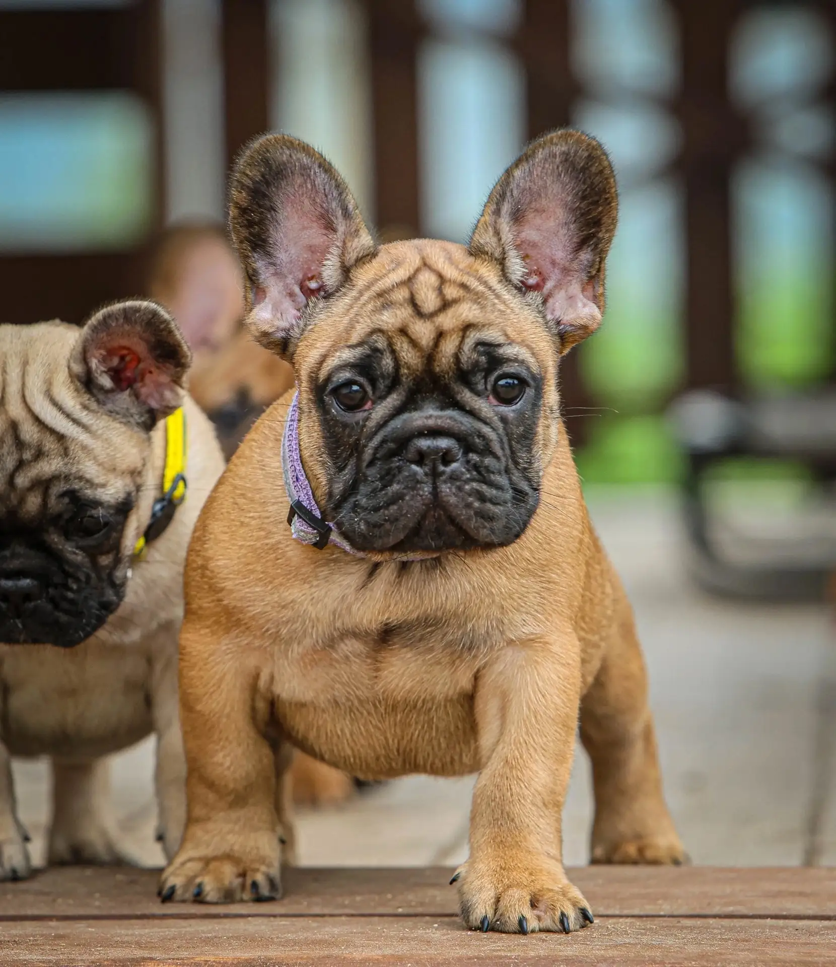 Продается щенок французского бульдога 🐶мальчик, кличка Рома.