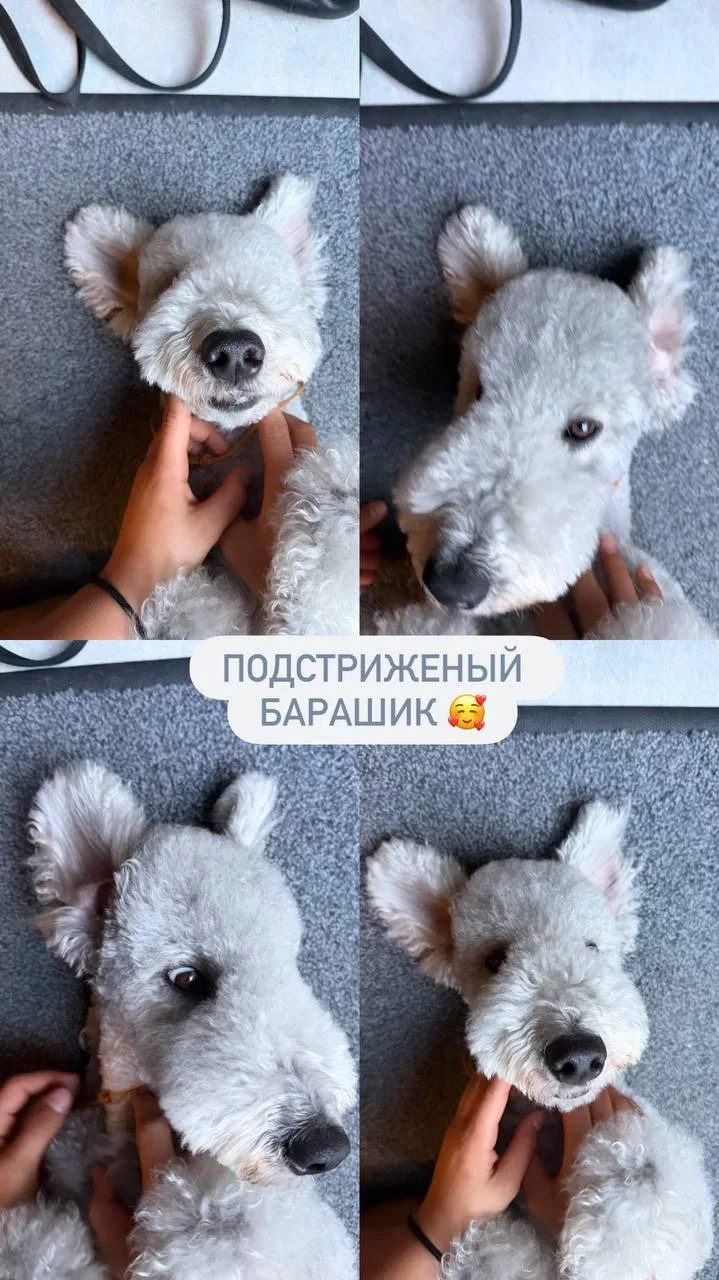 Я вернулась домой к своим любимым😊 Бараш цветет и пахнет, съездил к грумеру, занимается с кинологом.