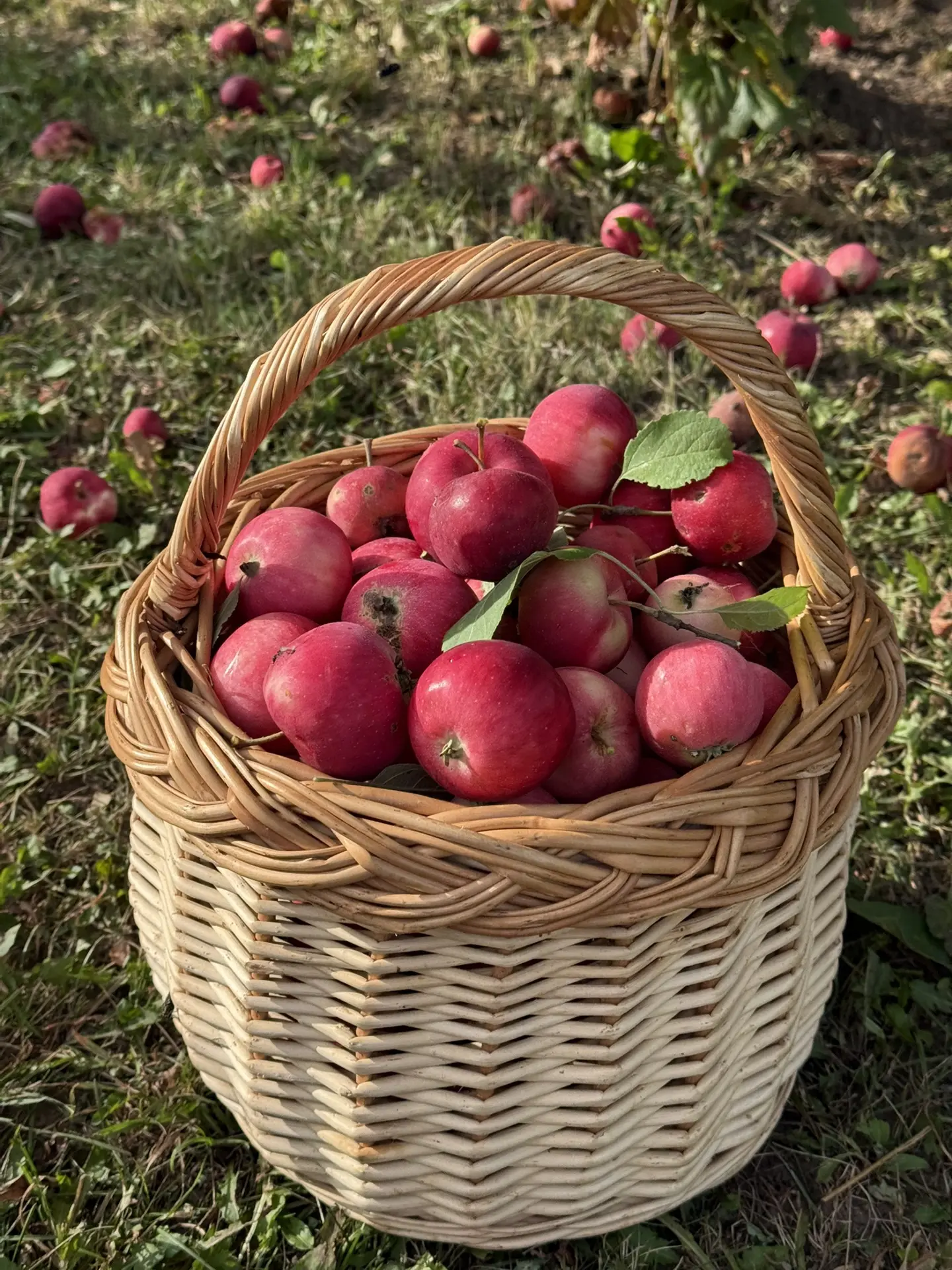 Яблочная пора без остановки 🍎❤️