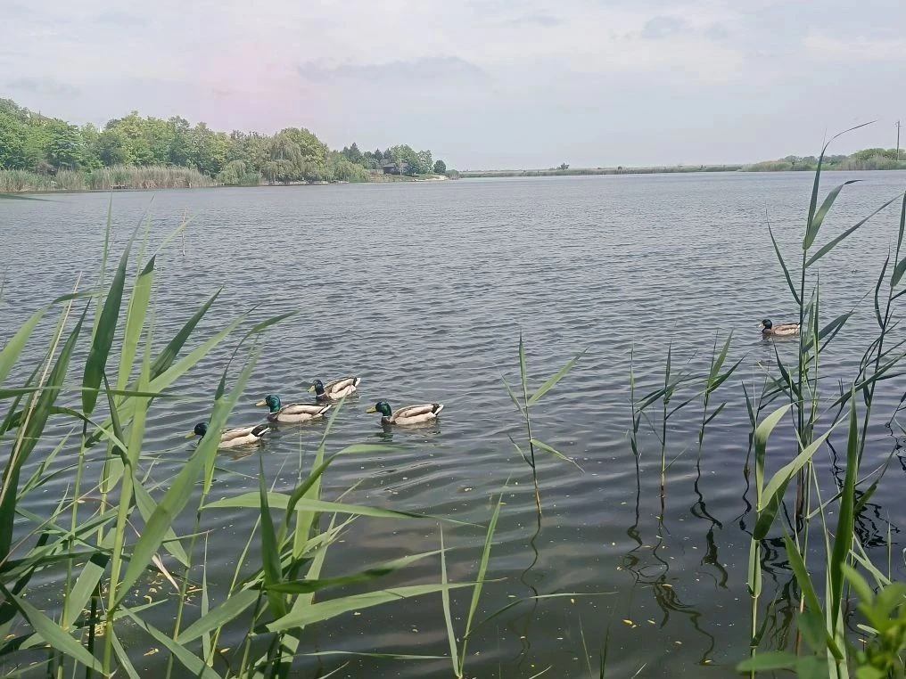 🌤 В Каменском районе ожидается ветреная и по-летнему жаркая погода  🌎 Экватор рабочей недели будет п