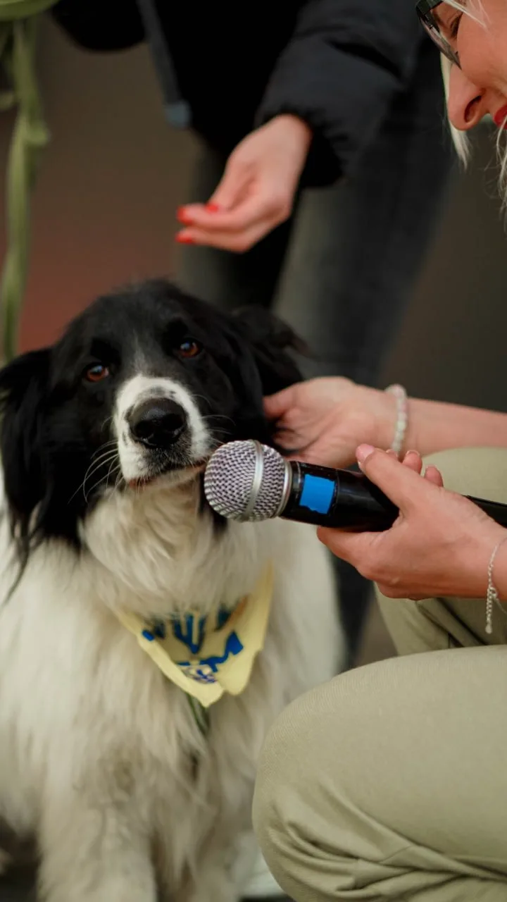 🐕 В парке Маяковского, 23 мая, в парке снова пройдёт фестиваль по пристрою животных «Дорога домой». 