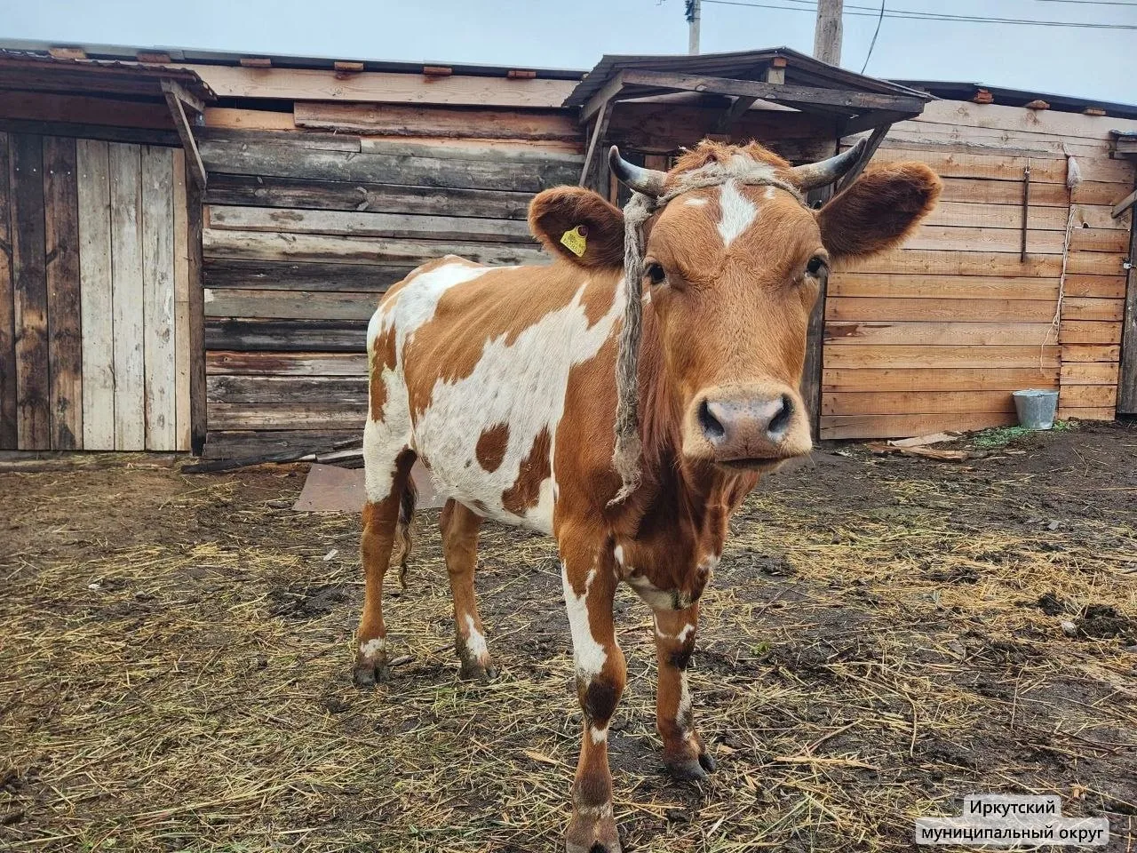 Режим повышенной готовности из-за вспышки узелкового дерматита у скота ввели в Иркутско...