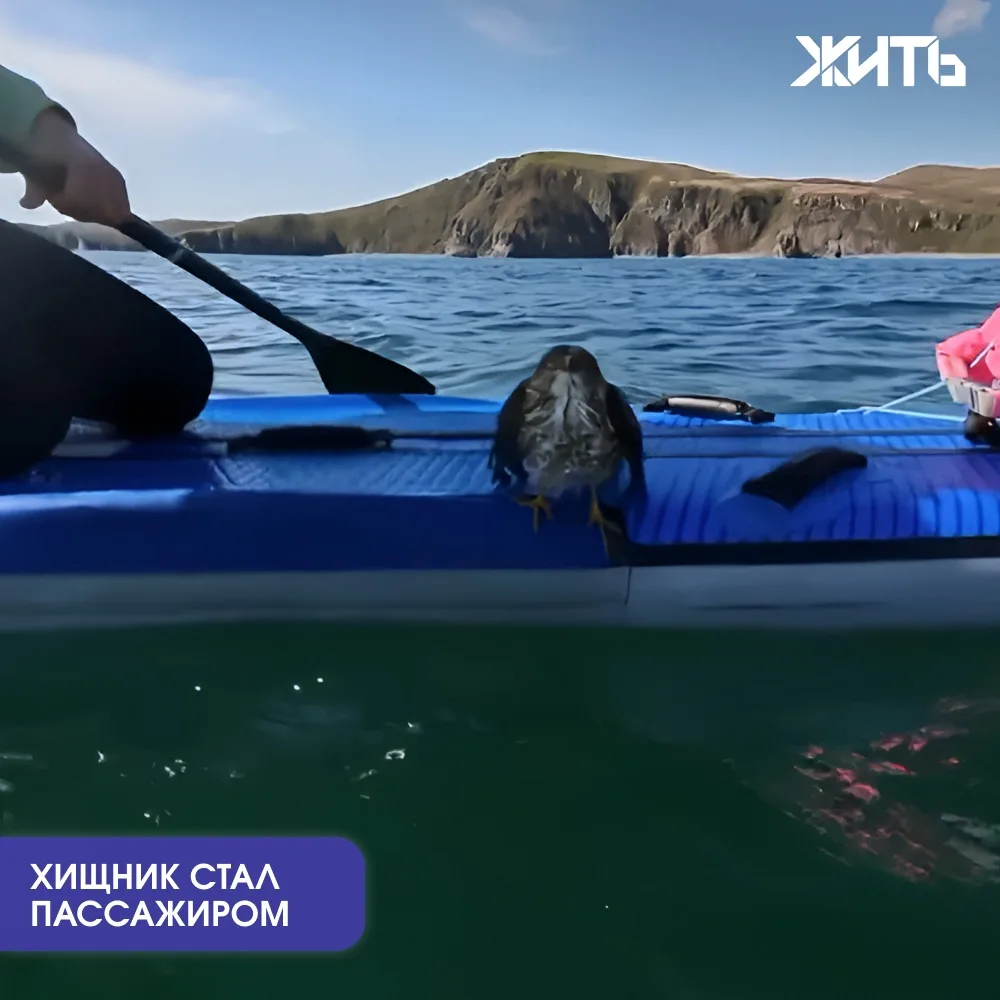Сапсерферы подобрали в море хищную птицу и довезли ее до берега