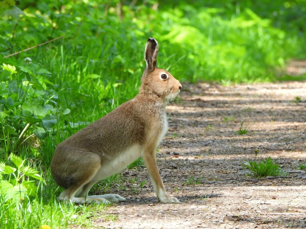 🐇 Прогулка любопытного зайца в Нугуше в нацпарке «Башкирия»  Фото: Нацпарк «Башкирия».  Подписаться 