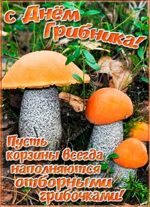 3 oктябpя - Дeнь грибникa