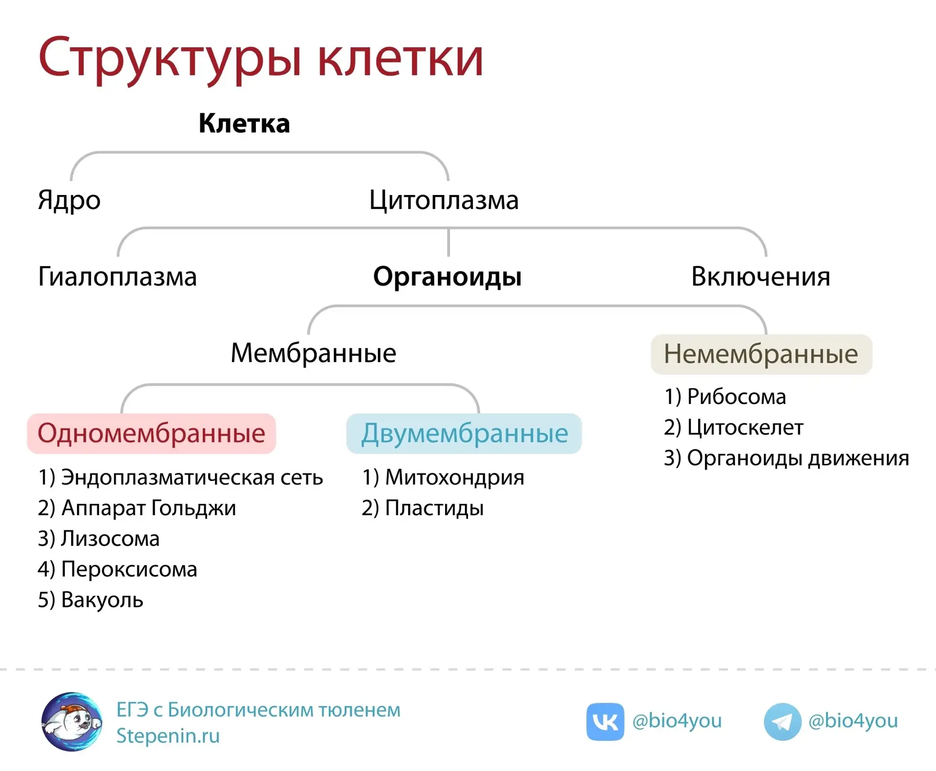 Если кажется, что строение клетки - очень запутанная история, то эта схема для тебя 🥰