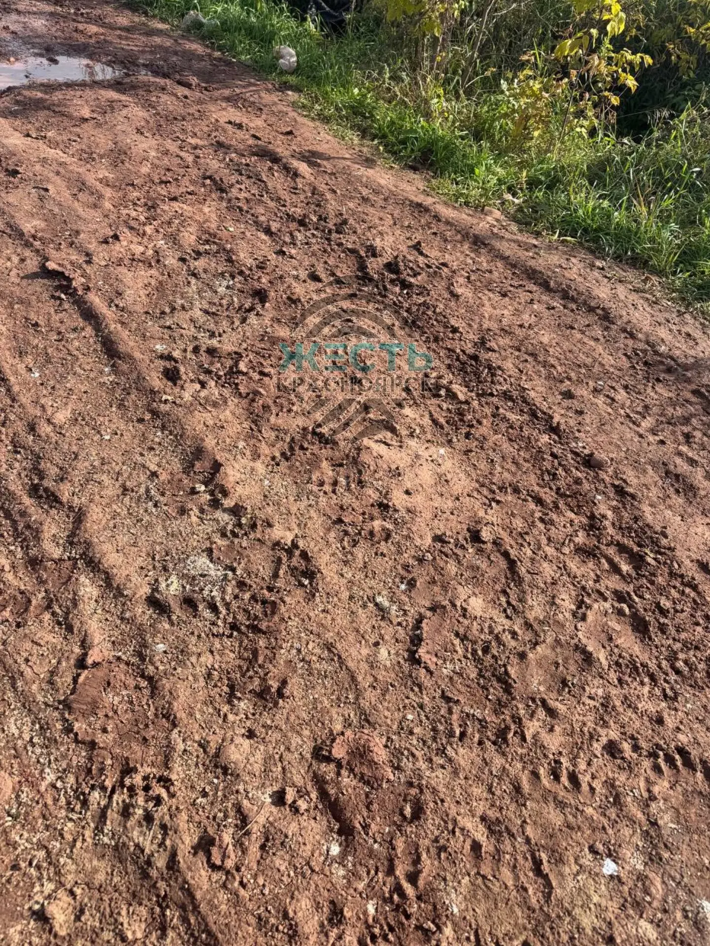 😱Следы медведей заметили у жилых домов в красноярских Солонцах