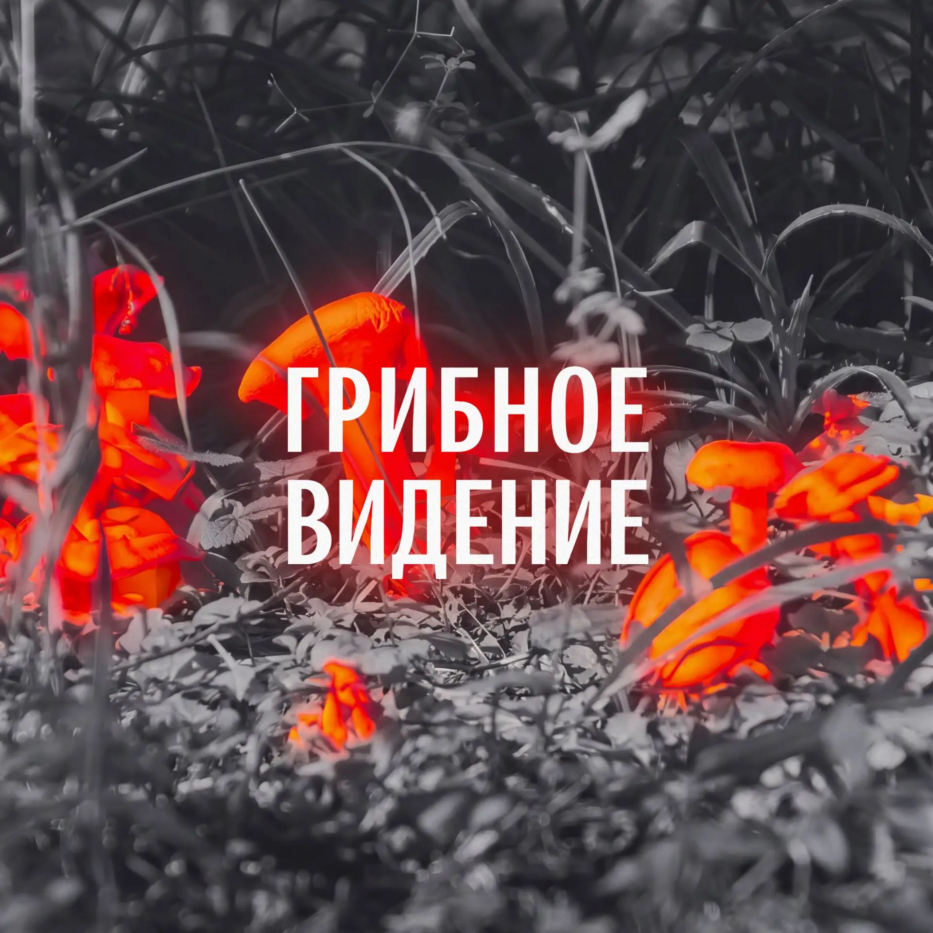 Умные очки для грибников