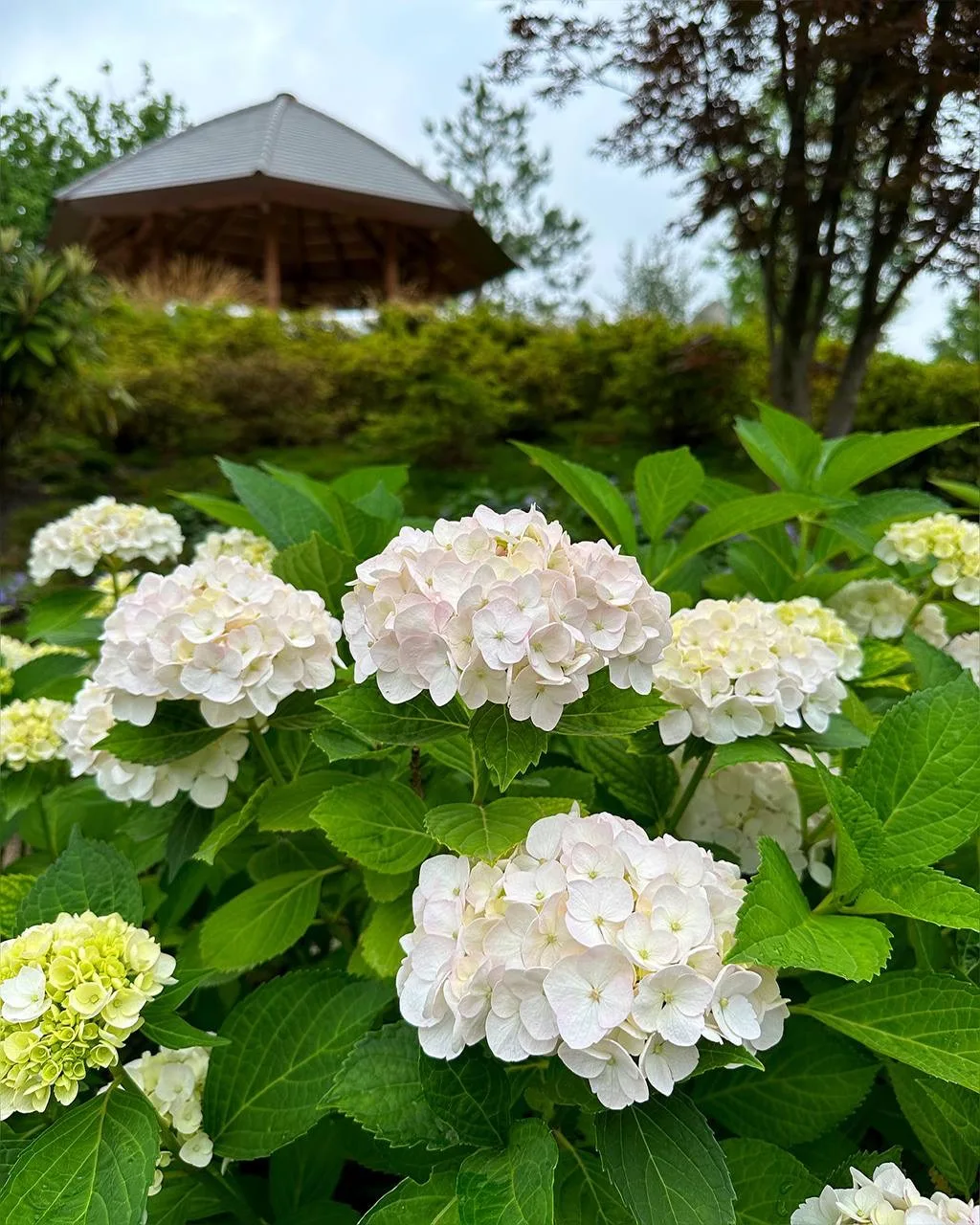 Приходите в Японский сад любоваться Гортензией 🌺🥰

⛩️ Японский сад. Парк Галицкого. Краснодар