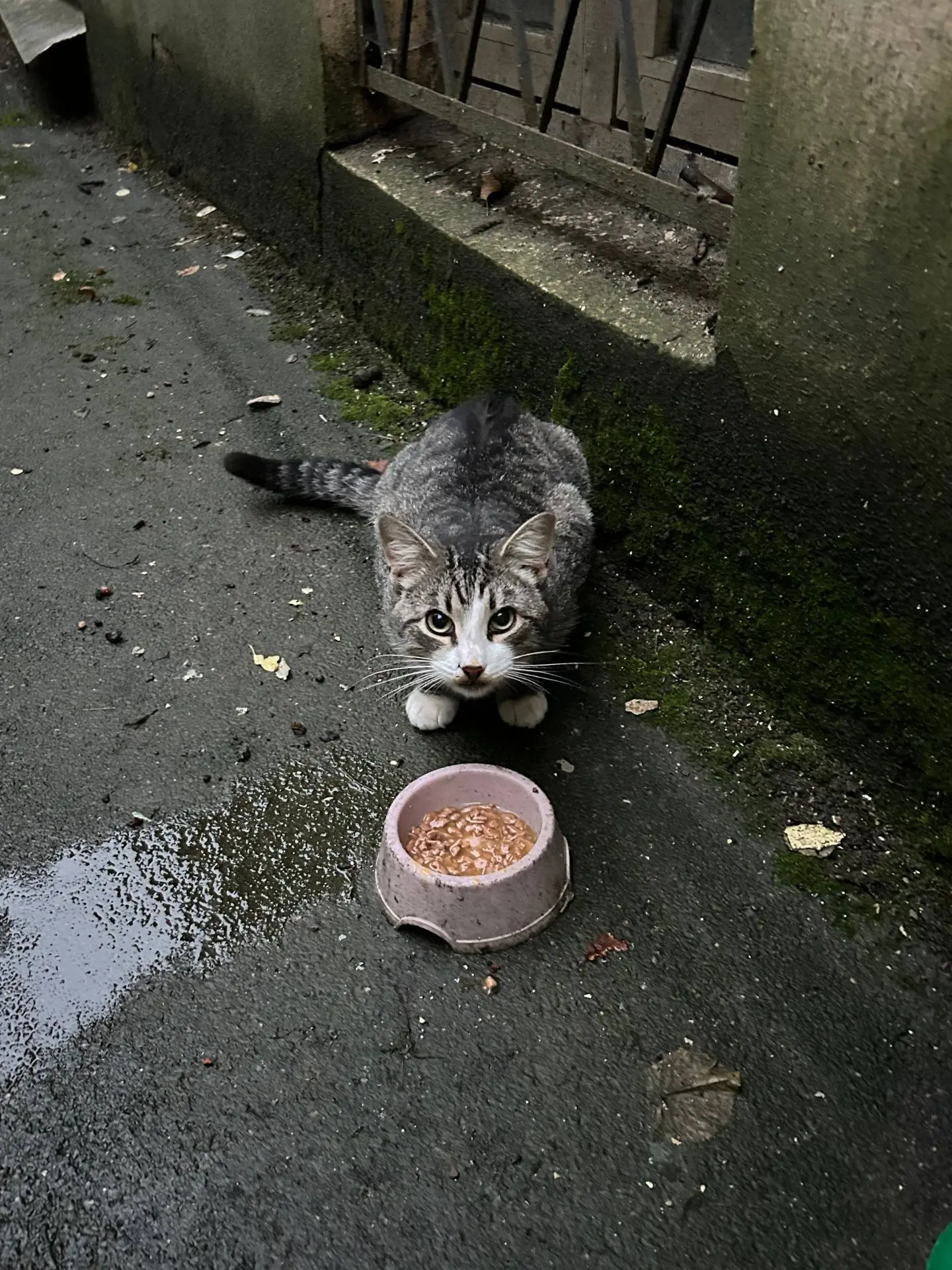 "На Сердобольской, 1 во дворе много котят и молодых котов и кошек. Есть котята с больны...
