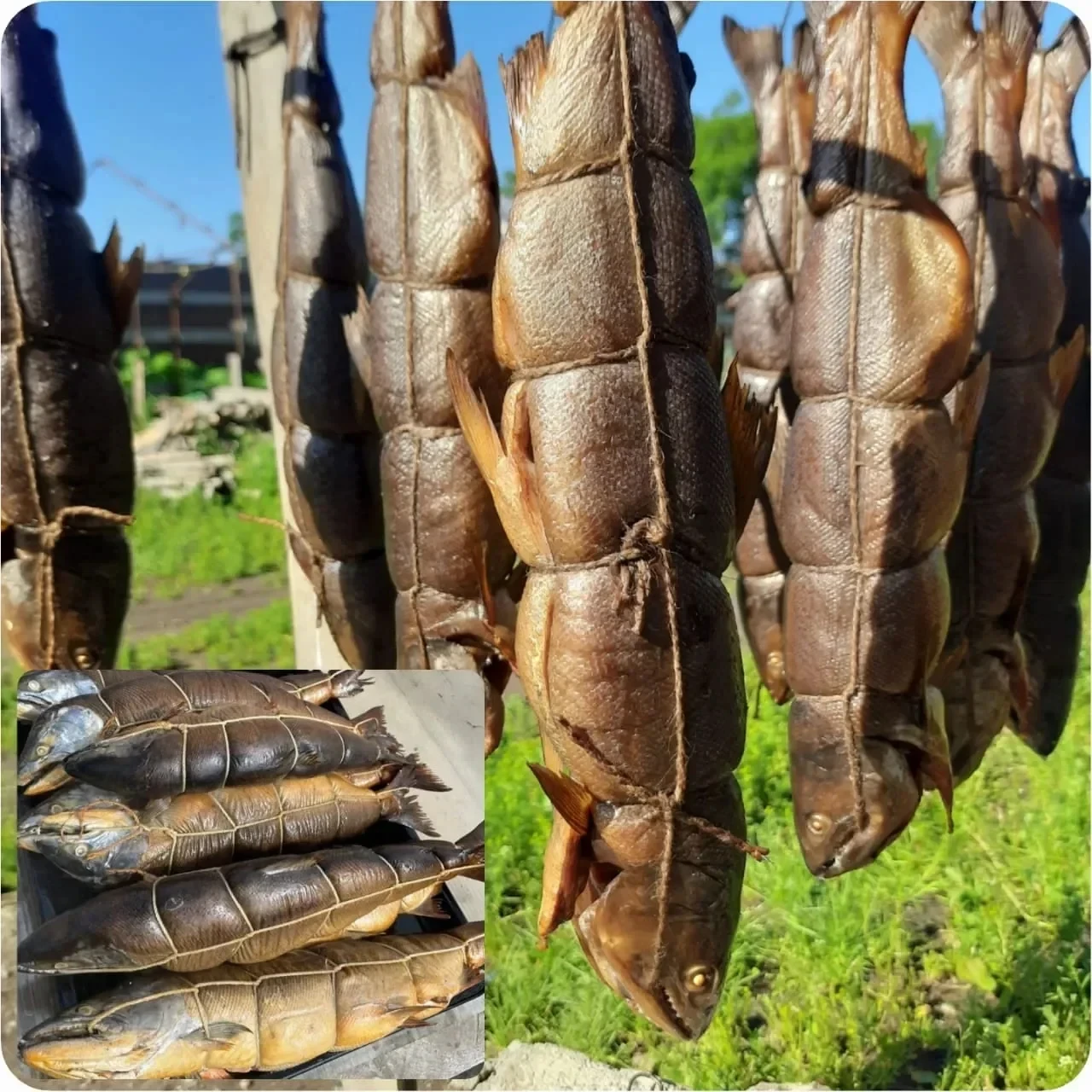 Рыба горячего копчения

Вишнёвый лосось
Горячего копчения
Морская👌Не речка‼️
Супер Рыбка🔥🔥
Не