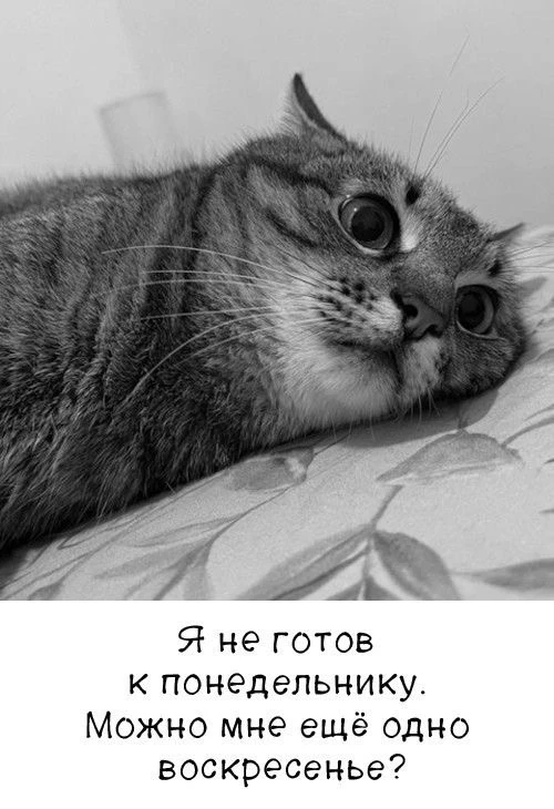 Понравилась открытка? Оставьте, пожалуйста, реакцию 🩷