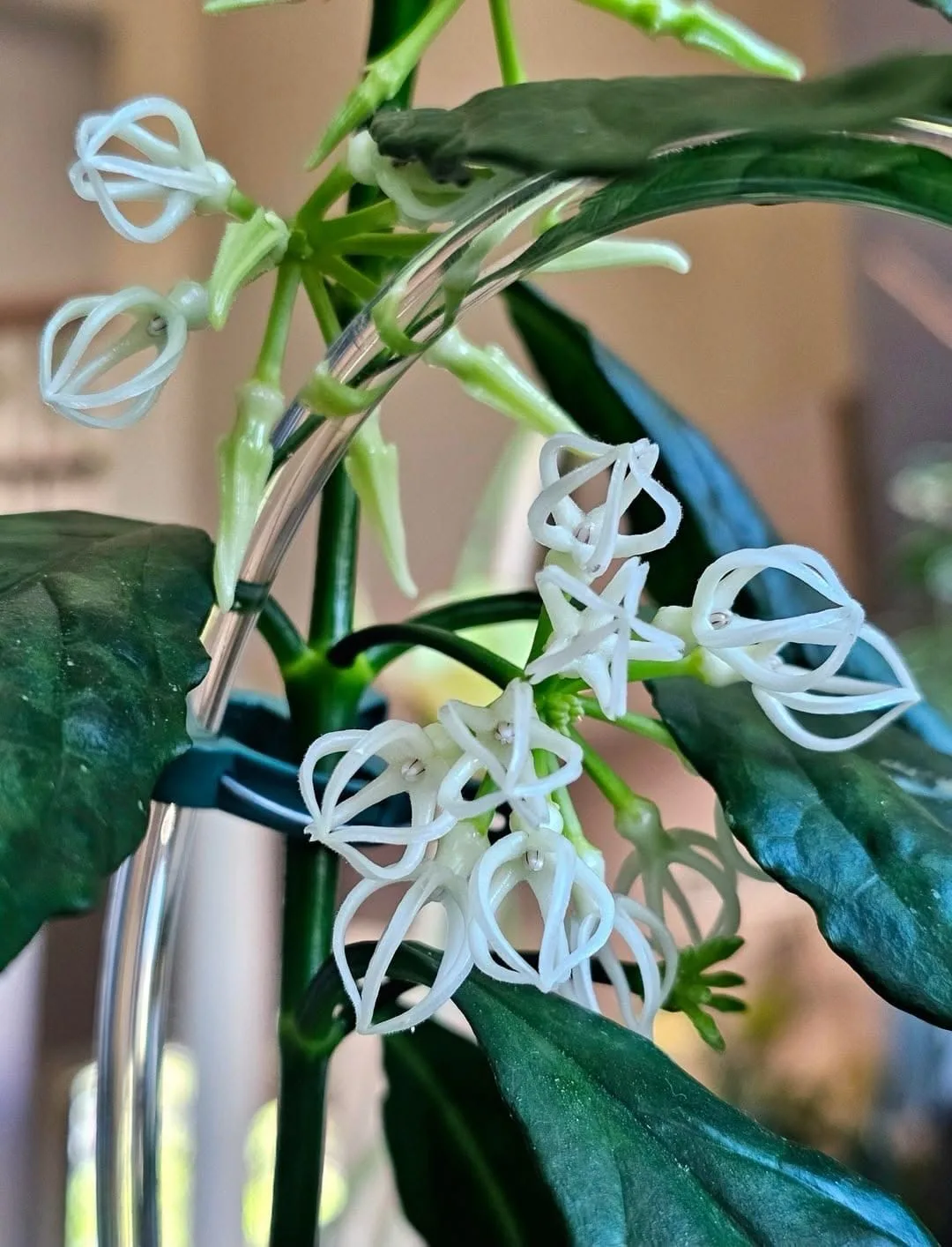🌿🌸 Хойя Деципула (Hoya decipulae) — это редкое эпифитное растение с острова Суматра в...