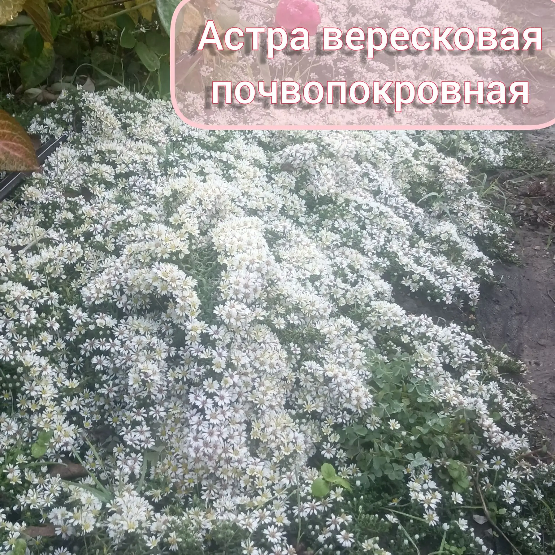 Астра вересковая многолетняя почвопокровная. Высота 10 см. Цветение сентябрь- октябрь. ...